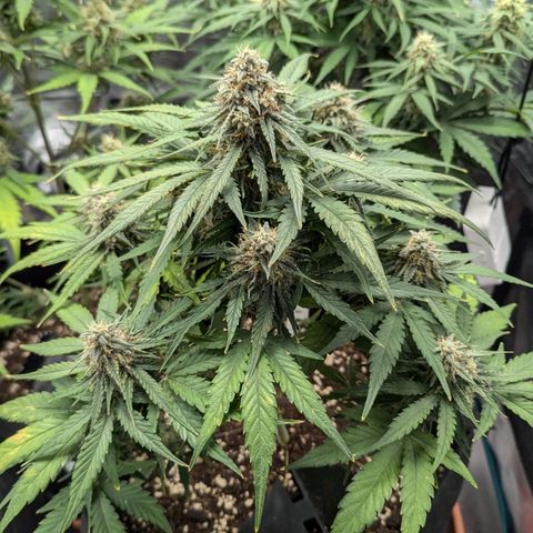 Titan growlog timeline photo