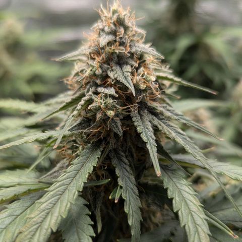 Titan growlog timeline photo