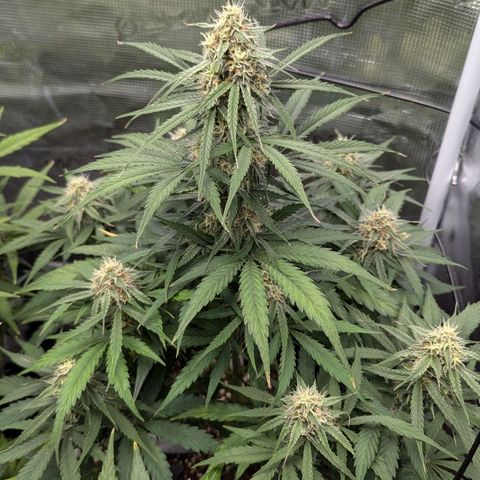 Epsilon growlog timeline photo