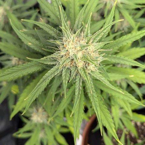 Medusa growlog timeline photo