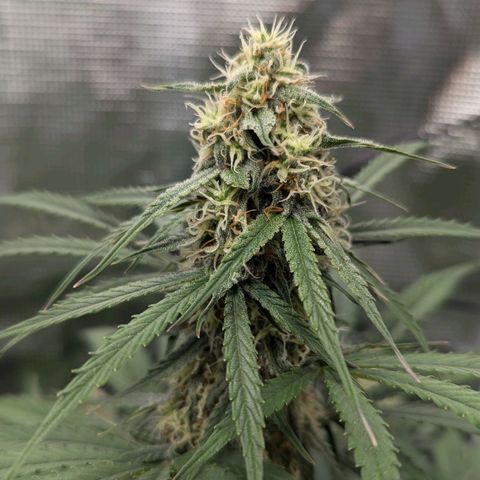 Epsilon growlog timeline photo