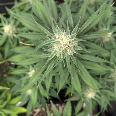 Epsilon growlog timeline photo