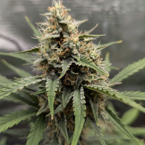 Medusa growlog timeline photo