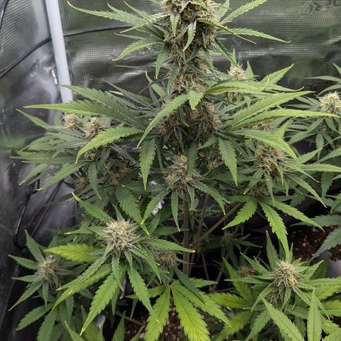Medusa growlog timeline photo
