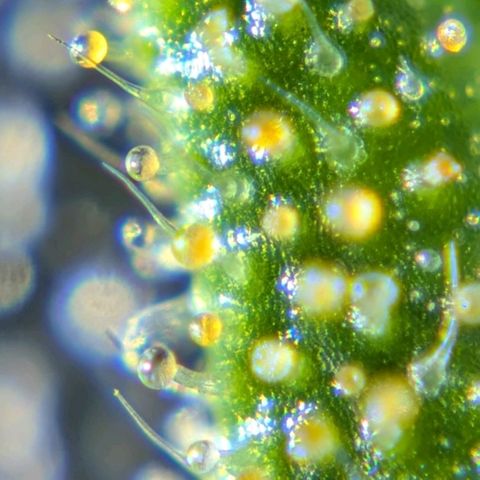 Medusa growlog timeline photo