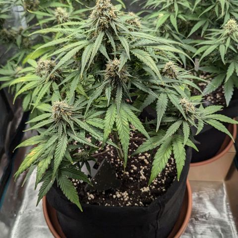 Titan growlog timeline photo