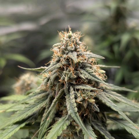 Titan growlog timeline photo