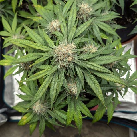 Titan growlog timeline photo