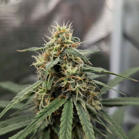 Epsilon growlog timeline photo