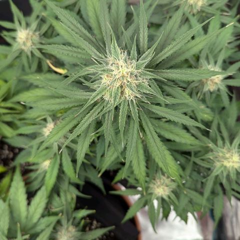 Epsilon growlog timeline photo