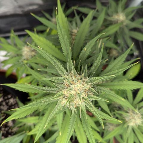 Medusa growlog timeline photo