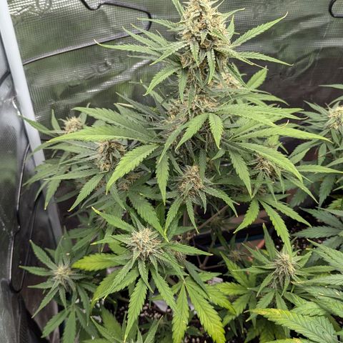 Medusa growlog timeline photo