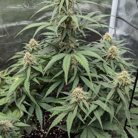 Epsilon growlog timeline photo