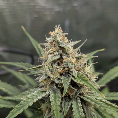 Medusa growlog timeline photo