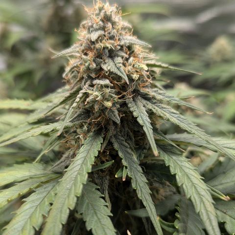 Titan growlog timeline photo