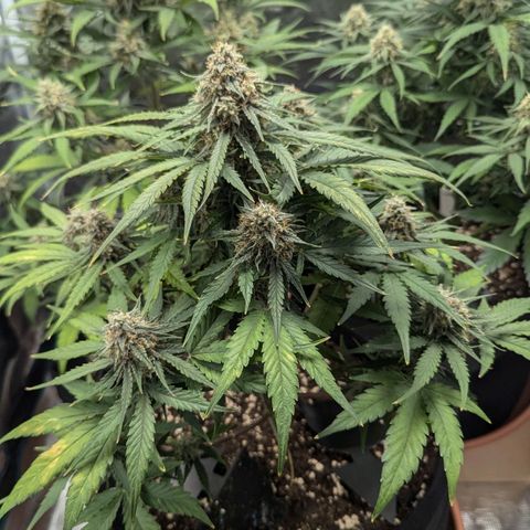 Titan growlog timeline photo