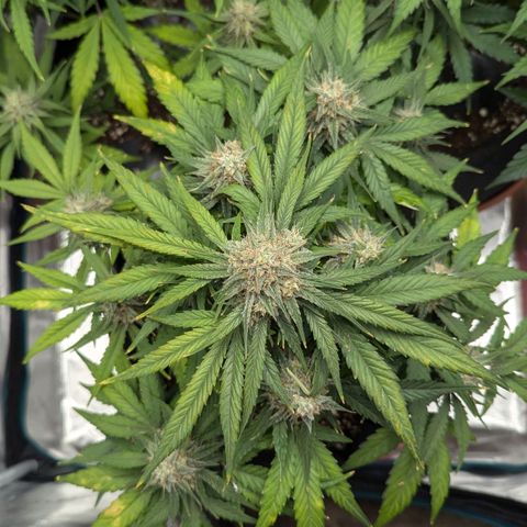Titan growlog timeline photo