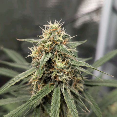 Epsilon growlog timeline photo