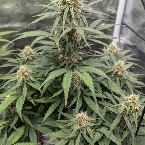Epsilon growlog timeline photo