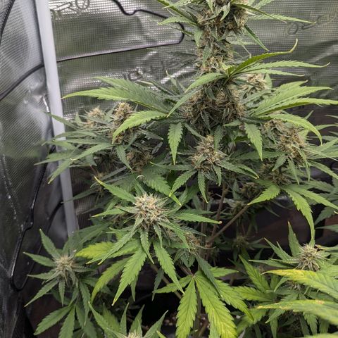 Medusa growlog timeline photo
