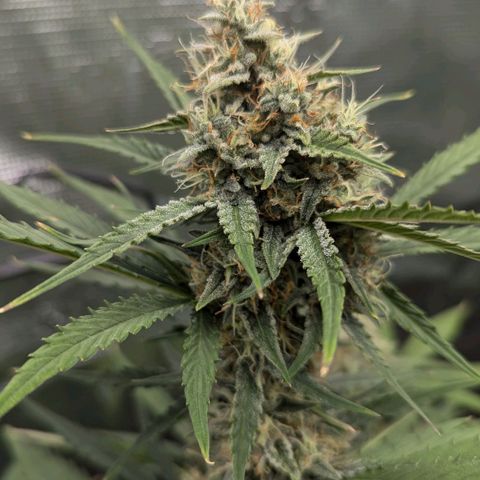Medusa growlog timeline photo