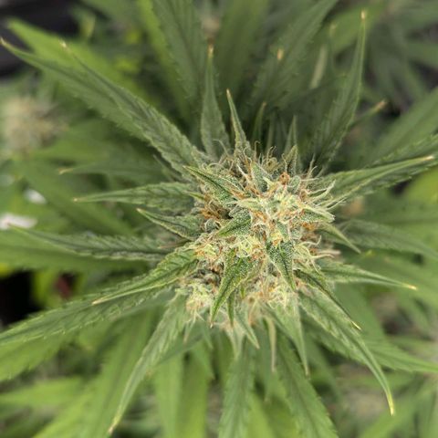Medusa growlog timeline photo