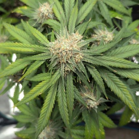 Titan growlog timeline photo