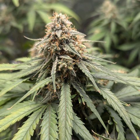 Titan growlog timeline photo