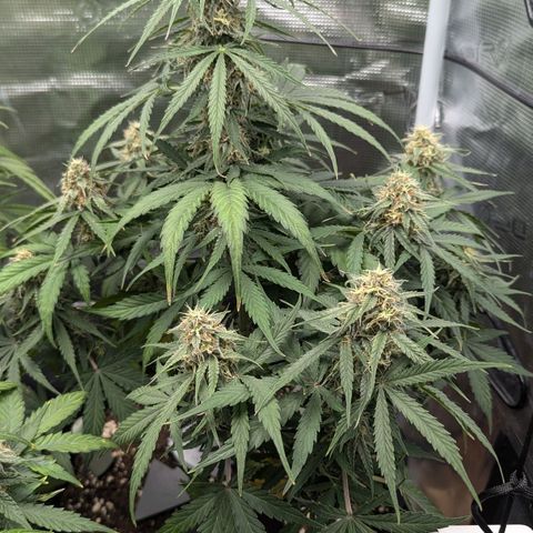 Epsilon growlog timeline photo