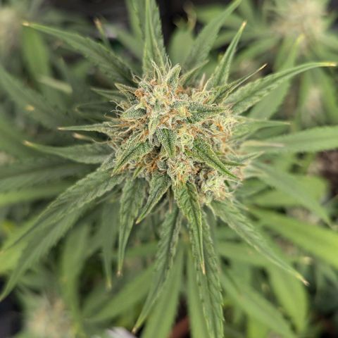 Medusa growlog timeline photo