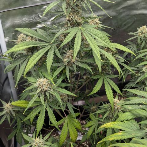 Medusa growlog timeline photo