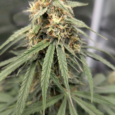 Epsilon growlog timeline photo
