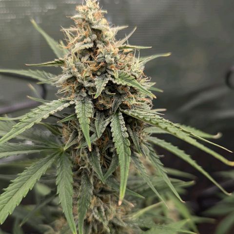 Medusa growlog timeline photo