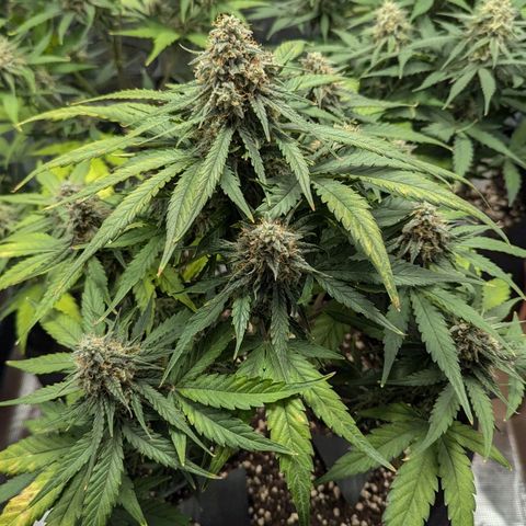 Titan growlog timeline photo