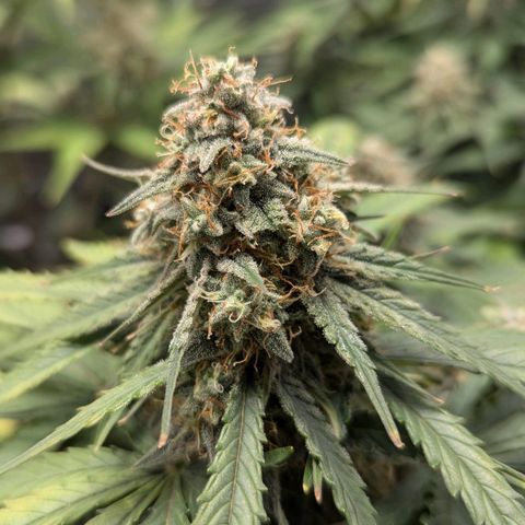 Titan growlog timeline photo