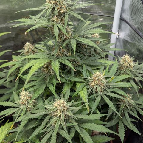 Epsilon growlog timeline photo