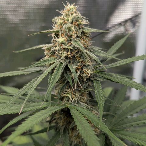 Epsilon growlog timeline photo