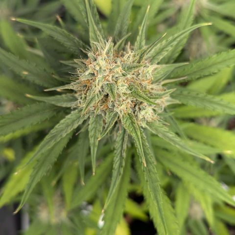 Medusa growlog timeline photo