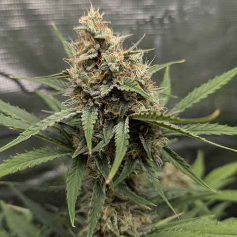 Medusa growlog timeline photo