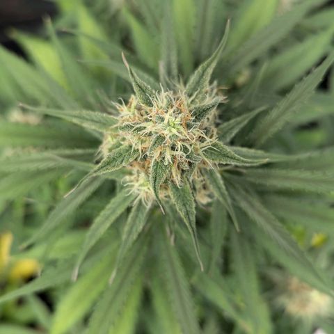 Epsilon growlog timeline photo