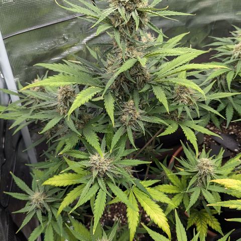 Medusa growlog timeline photo