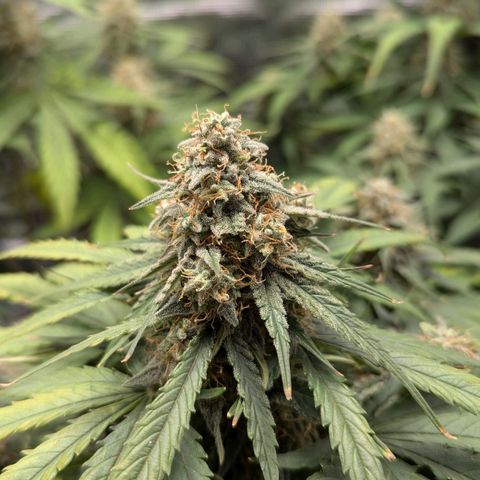 Titan growlog timeline photo