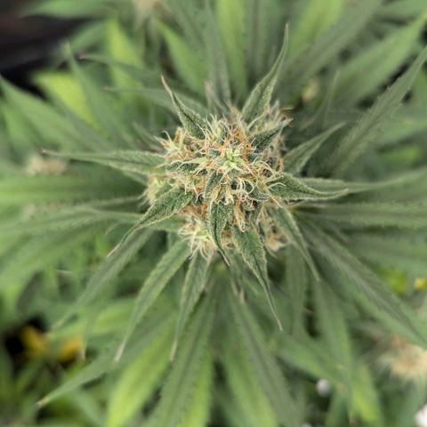 Epsilon growlog timeline photo