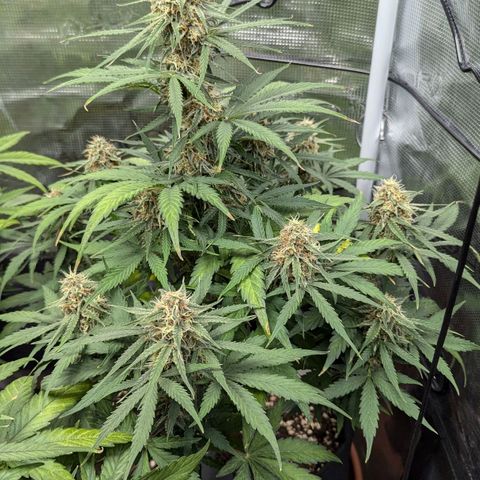 Epsilon growlog timeline photo