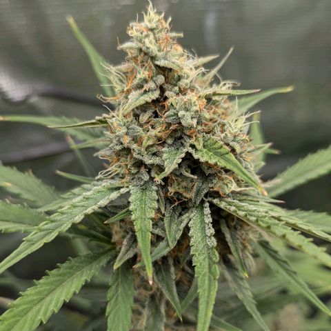 Medusa growlog timeline photo