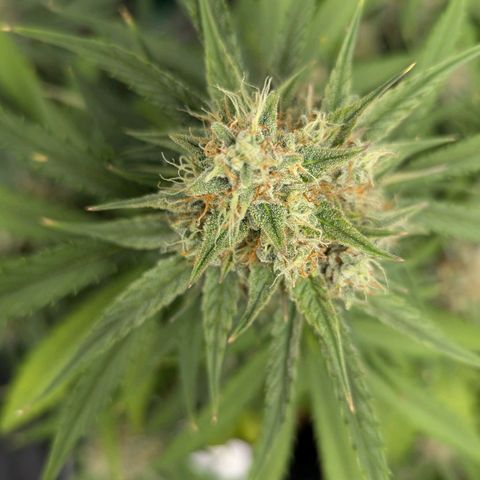 Medusa growlog timeline photo