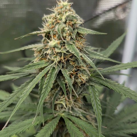 Epsilon growlog timeline photo