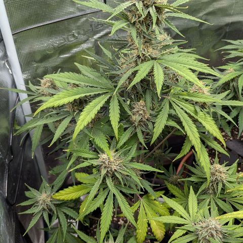 Medusa growlog timeline photo