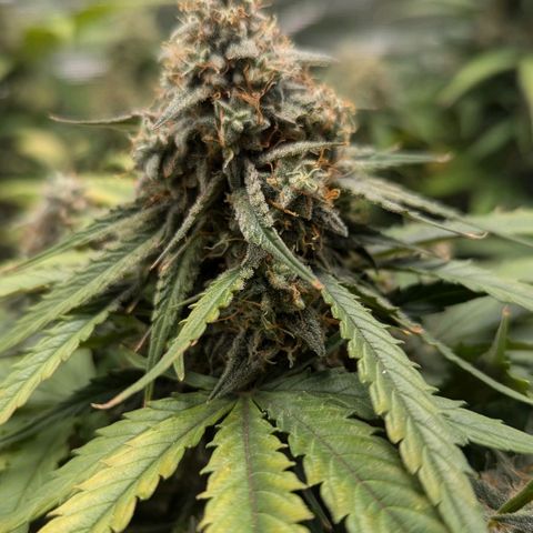 Titan growlog timeline photo