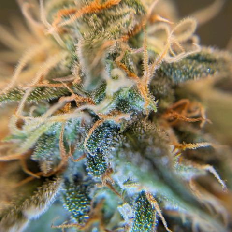 Epsilon growlog timeline photo